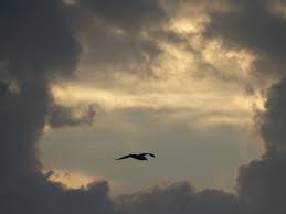 Dit vaak over onderwerpen die actueel zijn of. Vroege Vogels Foto Weer En Landschap Vrije Vogel