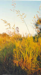 Image result for Poa schimperiana