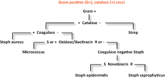 Pin By Sa On Micro 169443736044 Bacteria Test Flow Chart