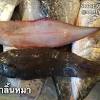 ซึ่งปลาลิ้นหมาน้ำจืดมีชื่อเรียกที่แตกต่างและซ้ำซ้อนกันไปเช่น ใบไม้, ลิ้นควาย หรือ เป ในภาษาอีสาน เป็นต้น. Https Encrypted Tbn0 Gstatic Com Images Q Tbn And9gctovzlm9iimae98rmd0 Ddnobp 500azspjwxpzx0vup1skxb0v Usqp Cau