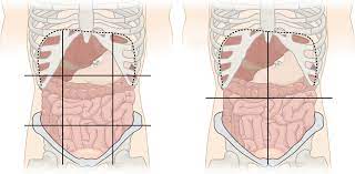 The posteromedial quadrant of the radial head is known to be different from the other quadrants. Quadrants And Regions Of Abdomen Wikipedia