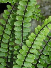 Image result for Asplenium boltonii