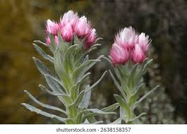 Image result for Jasminum meyeri-johannis