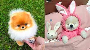 Baby Dogs Cute And Funny Dog Videos Compilation 23 Aww Animals Youtube Best baby and animal videos!puppies & babies & kitties oh my!