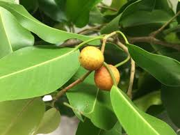 Maybe you would like to learn more about one of these? Ficus Benjamina Gardensonline
