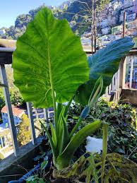 Image result for Cyathula orthacantha