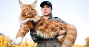 Profil Ras Kucing Maine Coon Pakan Dan Karakteristiknya
