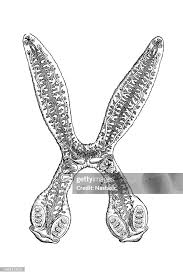 Image result for Diplolophium