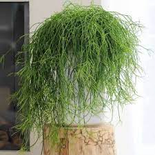 La felce nephrolepis è una pianta pendente da una forma particolare, rigogliosa e allungata. Il Blog Di Yougardener 5 Piante D Appartamento Ricadenti