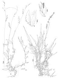 Image result for Steinchisma