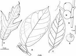 Image result for Ficus variifolia