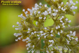 Image result for Pisonia aculeata