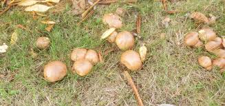 Image result for Suillus weaverae