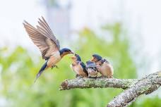 Friday Morning Birding