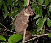 Image result for Sclerochiton obtusisepalus