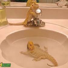 You can fill the bathtub up to the lower arm joints (elbows) of baby bearded dragons. Whenever I Give My Beardies A Bath They Look At Me With Disapointment As If I Put Them There P Bearded Dragon Habitat Bearded Dragon Cute Bearded Dragon Cage