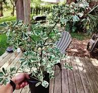 Variegated Ficus lyrata : r/Bonsai