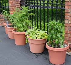 Container gardening with vegetables and herbs mother earth news. Growing Vegetables In Containers