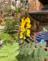 Image result for Senna didymobotrya
