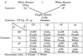 In Complementary Gene Interaction Genotypic Ratio Is