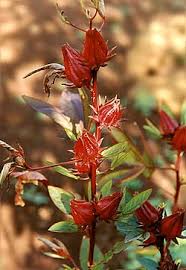 Image result for Hibiscus rhabdotospermus