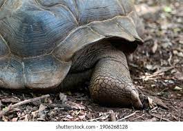 Turtle Leg Images Stock Photos Vectors Shutterstock