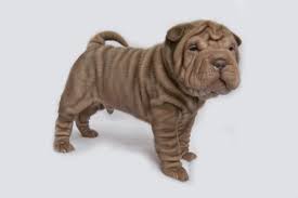 pin by pup culture vegas on wrinkles aren t all bad c shar pei puppies wrinkly dog coloriage de dinosaures styracosaure