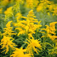 Tall perennial yellow flowers identification. 25 Yellow Flowers For Gardens Perennials Annuals With Yellow Blossoms