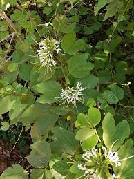 Image result for Bauhinia burrowsii