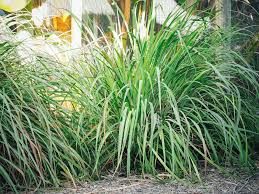 Jul 13, 2020 · wash the fresh lemongrass under running water. B Pu0b9uh7maxm