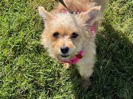 Virginia. Contact Essie Hollandsworth 765 318 7023