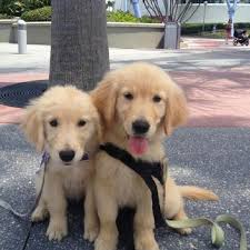 Golden retriever puppies for sale. Eagleridge Kennels