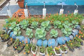 We are pleased to say that our late spring garden is now looking beautiful. Mini Landskap Kebun Sayur Malaybangk