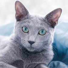 Olive, pickle, bob (that was my grandmas cats name.), sam, sammy, max, smokey, manny, donner, whiskers, fluffy, ashey, twilight, edward, harry, hazy. 200 Grey Cat Names The Only List You Ll Need To Find The Perfect Name