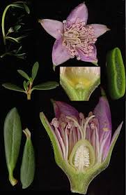 Image result for Sesuvium hydaspicum