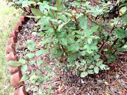 I have no idea what's eating them. Tiny Insect Saws Through Rose Bushes Caes Newswire