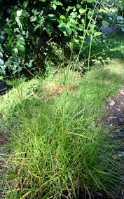 Image result for Hemarthria