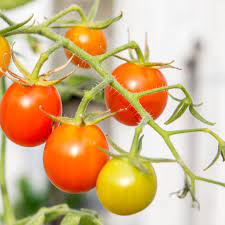 Of course, they're available in supermarkets year round. How Do I Know When My Tomato Is Ripe