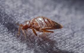 Image result for bed bugs eggs