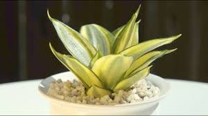 Sansevieria 'golden hahnii' is a rare hybrid, also known as bird's nest snake plant. Sansevieria Trifasciata Golden Hahnii Youtube