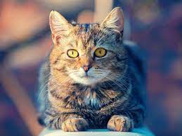 Katze Fur Allergiker Trotz Katzenallergie