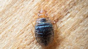 Call now for more information. Do Bedbugs Dirty The Air Inside Your Home Consumer Health News Healthday