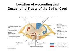 Location Of Ascending And Descending Tracts Of The Spinal