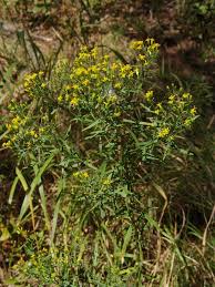 Image result for Lopholaena sp.no.1