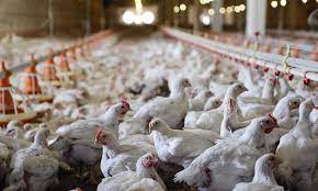 24 year old suburbanite saving up to raise livestock (self.livestock). Innovative Feed Lowers Social Costs For Livestock Production Agro Chemistry