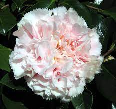 Camellia Flower Hawaii Camellia Flower Camellia Unusual Flowers