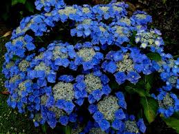 Choose your favorite blue hydrangea paintings from 1,437 available designs. Shade Hydrangeas Sunnyside Nursery
