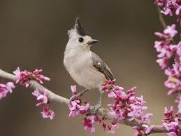 Nature Birds And Flowers Wallpaper Bird And Flowers Desktop Nexus Wallpapers Beautiful Birds Bird Pictures Beautiful Bird Wallpaper