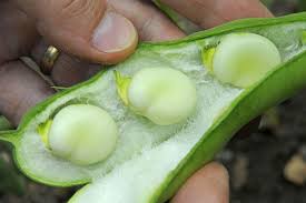 Image result for Vicia faba