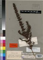 Image result for Anthospermum ammannioides
